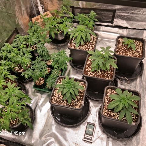 Gorilla Kush Fast growlog timeline photo