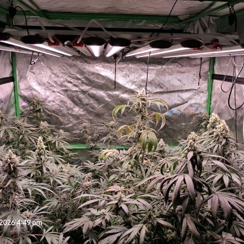 Cbd ratio 1:30 growlog timeline photo