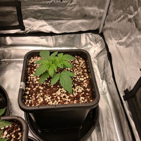Gorilla Kush Fast growlog timeline photo