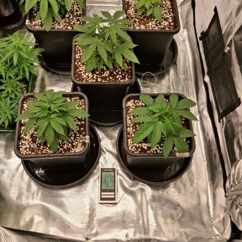 Gorilla Kush Fast growlog timeline photo