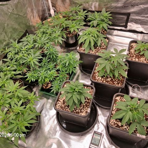 Gorilla Kush Fast growlog timeline photo