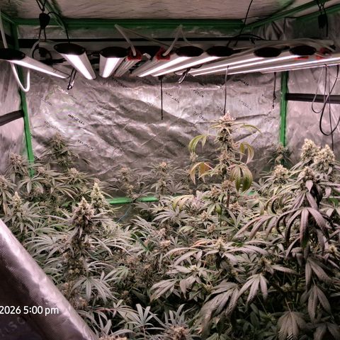 Cbd ratio 1:30 growlog timeline photo