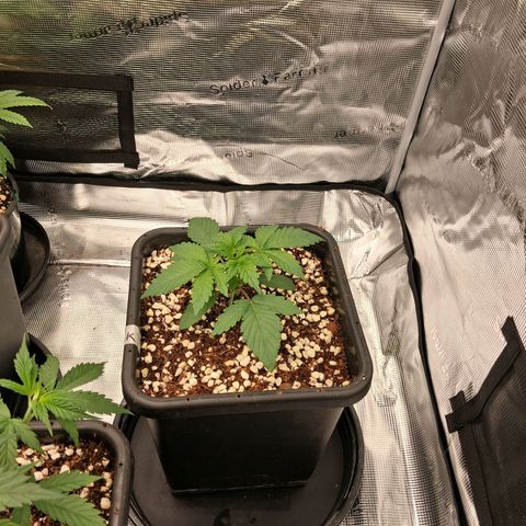 Gorilla Kush Fast growlog timeline photo
