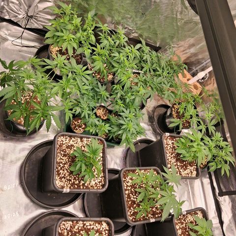 Gorilla Kush Fast growlog timeline photo