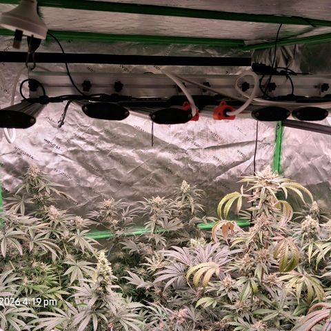 Cbd ratio 1:30 growlog timeline photo
