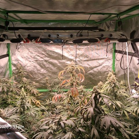 Cbd ratio 1:30 growlog timeline photo