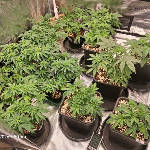 Gorilla Kush Fast growlog timeline photo