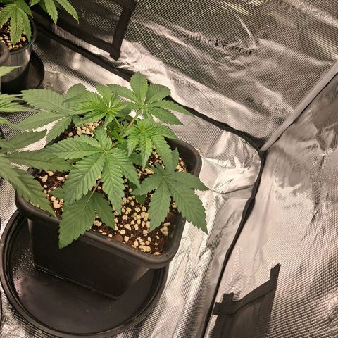 Gorilla Kush Fast growlog timeline photo