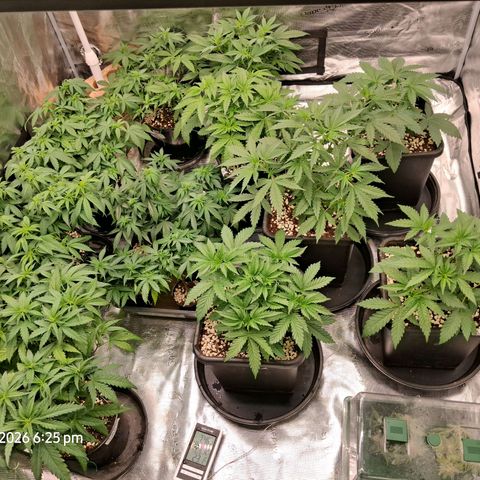 Gorilla Kush Fast growlog timeline photo