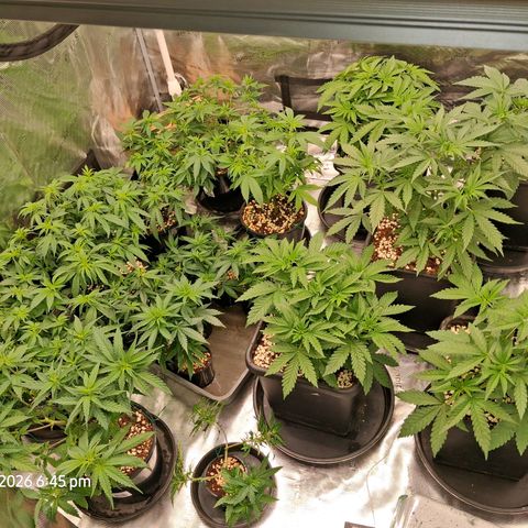 Gorilla Kush Fast growlog timeline photo