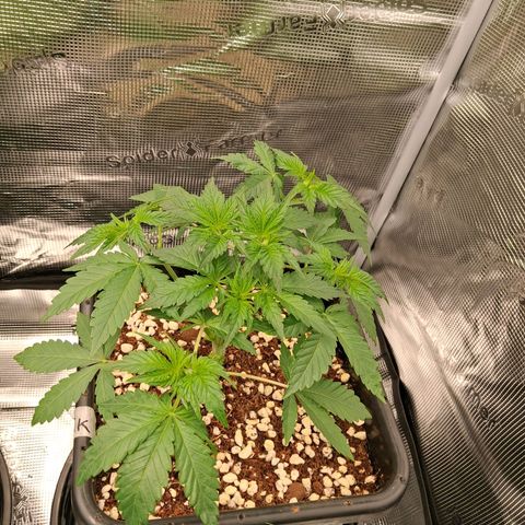 Gorilla Kush Fast growlog timeline photo