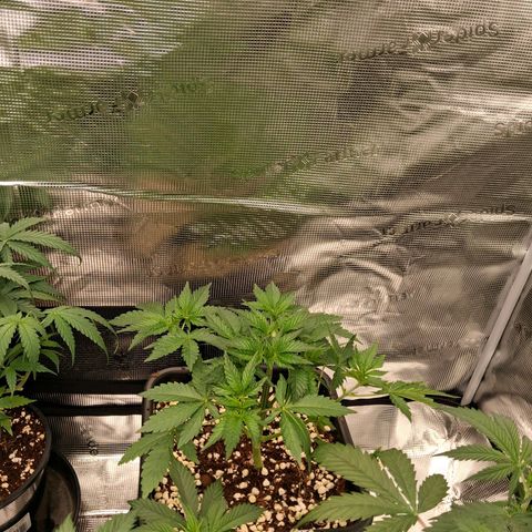 Gorilla Kush Fast growlog timeline photo