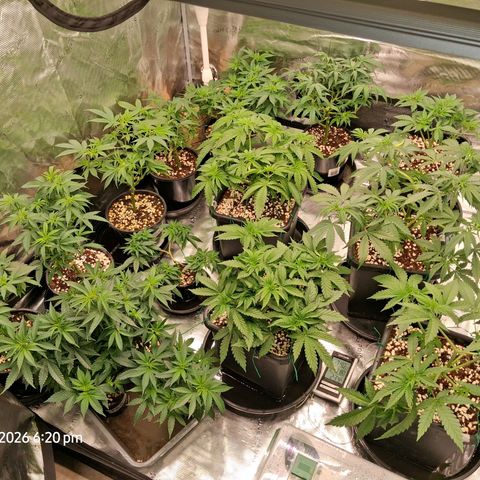Gorilla Kush Fast growlog timeline photo