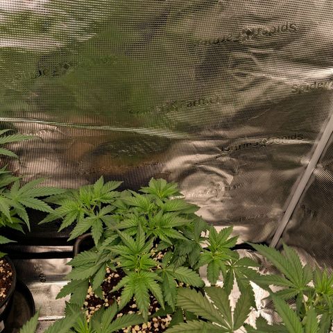 Gorilla Kush Fast growlog timeline photo