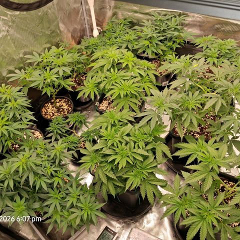 Gorilla Kush Fast growlog timeline photo