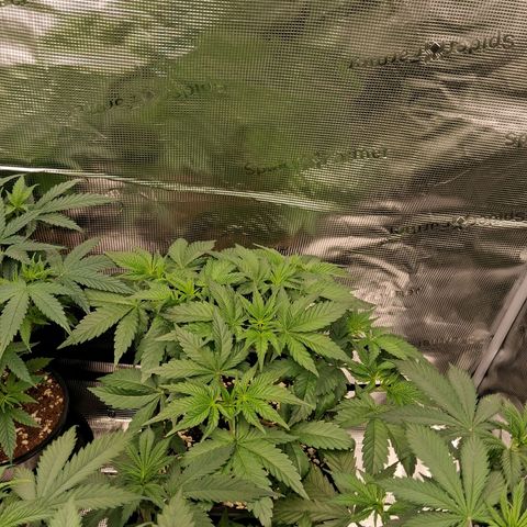 Gorilla Kush Fast growlog timeline photo