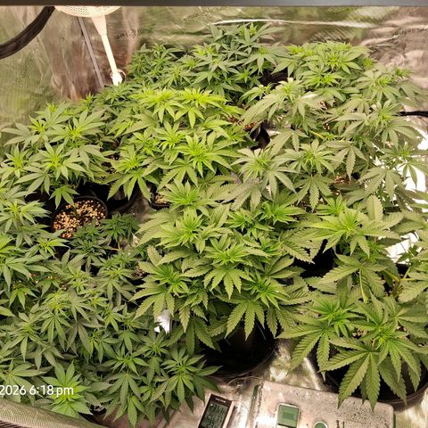 Gorilla Kush Fast growlog timeline photo