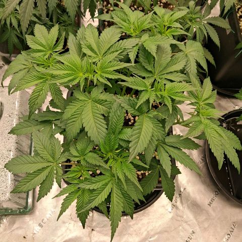 Gorilla Kush Fast growlog timeline photo
