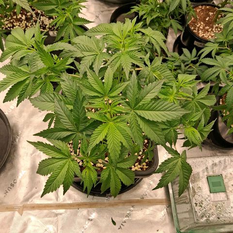 Gorilla Kush Fast growlog timeline photo