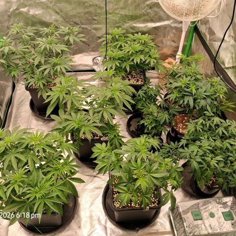 Gorilla Kush Fast growlog timeline photo
