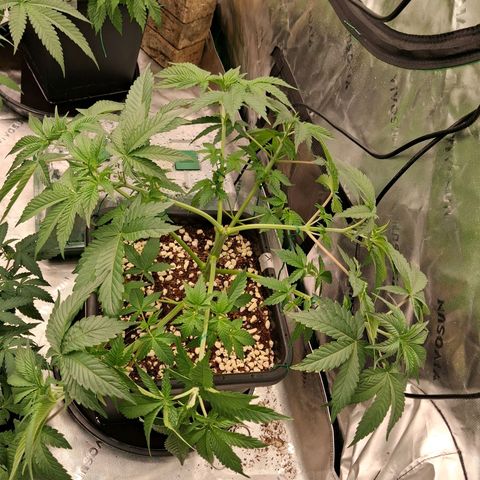 Gorilla Kush Fast growlog timeline photo
