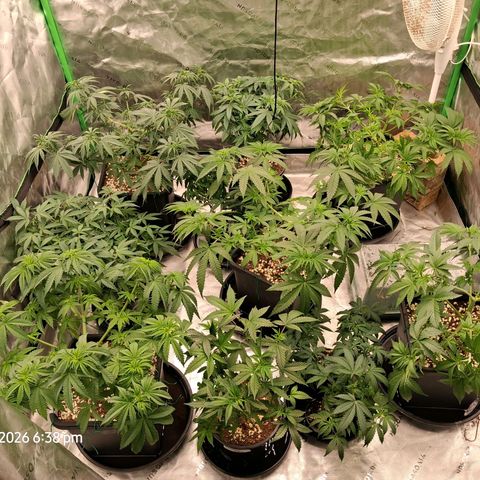 Gorilla Kush Fast growlog timeline photo