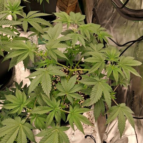 Gorilla Kush Fast growlog timeline photo