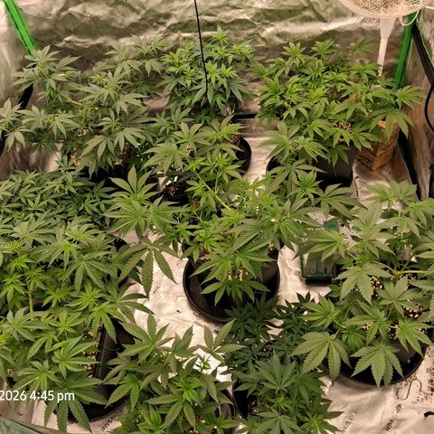 Gorilla Kush Fast growlog timeline photo