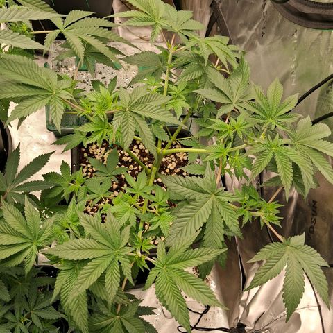 Gorilla Kush Fast growlog timeline photo