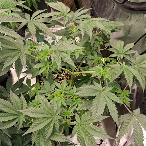 Gorilla Kush Fast growlog timeline photo