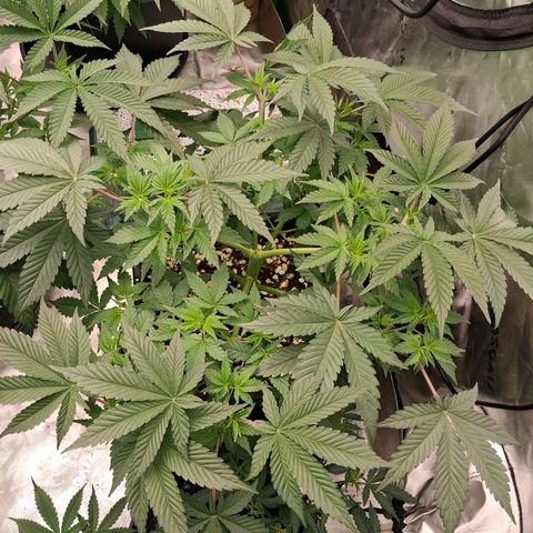 Gorilla Kush Fast growlog timeline photo