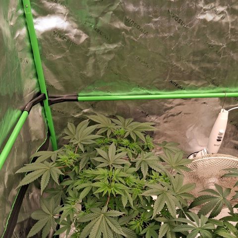 Gorilla Kush Fast growlog timeline photo