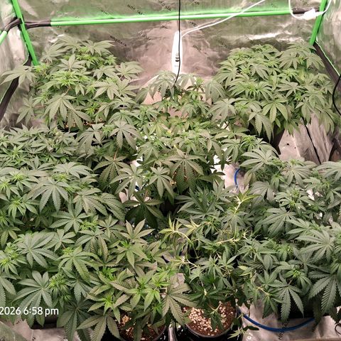 Gorilla Kush Fast growlog timeline photo