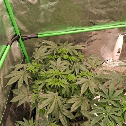 Gorilla Kush Fast growlog timeline photo