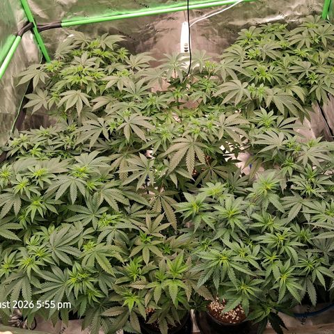 Gorilla Kush Fast growlog timeline photo