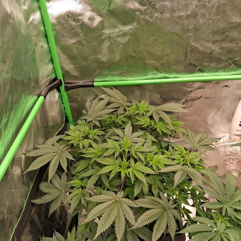 Gorilla Kush Fast growlog timeline photo