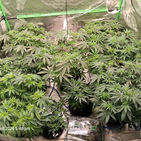 Gorilla Kush Fast growlog timeline photo