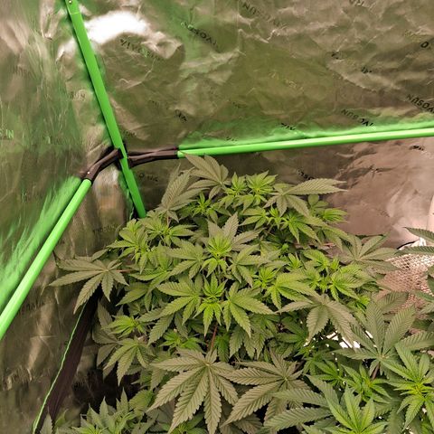 Gorilla Kush Fast growlog timeline photo