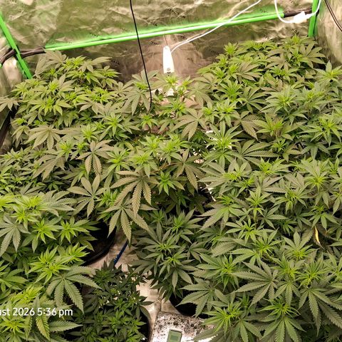 Gorilla Kush Fast growlog timeline photo