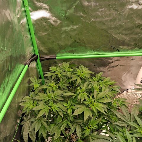 Gorilla Kush Fast growlog timeline photo