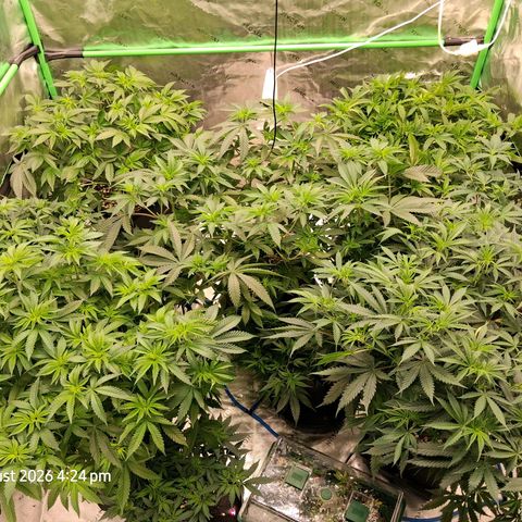 Gorilla Kush Fast growlog timeline photo