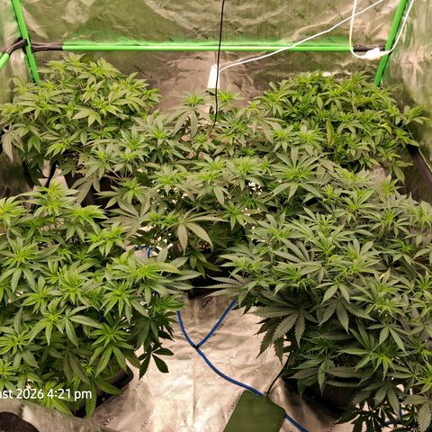 Gorilla Kush Fast growlog timeline photo