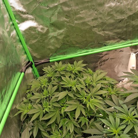 Gorilla Kush Fast growlog timeline photo