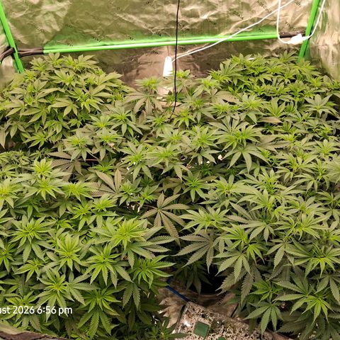 Gorilla Kush Fast growlog timeline photo