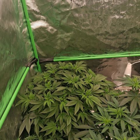 Gorilla Kush Fast growlog timeline photo