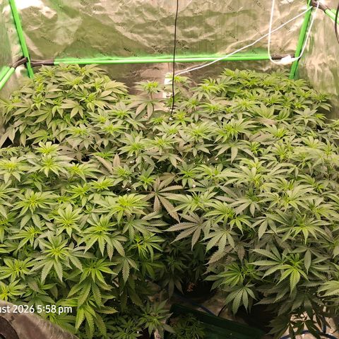 Gorilla Kush Fast growlog timeline photo