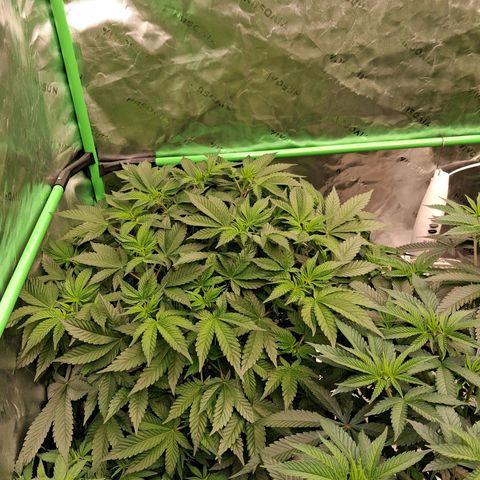 Gorilla Kush Fast growlog timeline photo