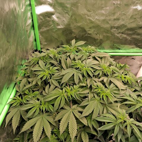Gorilla Kush Fast growlog timeline photo