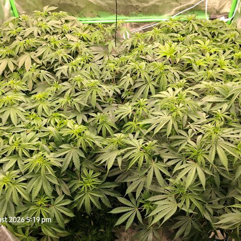 Gorilla Kush Fast growlog timeline photo