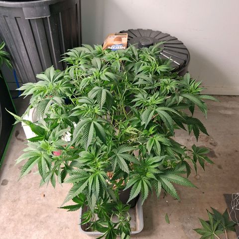 Gorilla Kush Fast growlog timeline photo